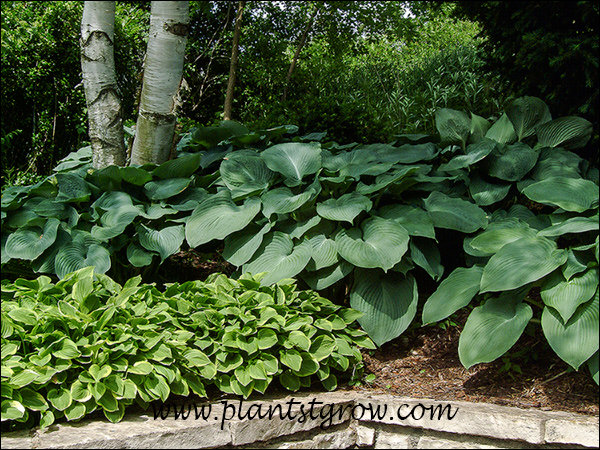 A planting of Hosta Golden Tiara and the large Hosta Blue Angels.